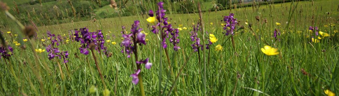 Teignbridge Wildlife Watchers on Facebook