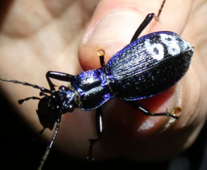 Wildlife Warden June Newsletter