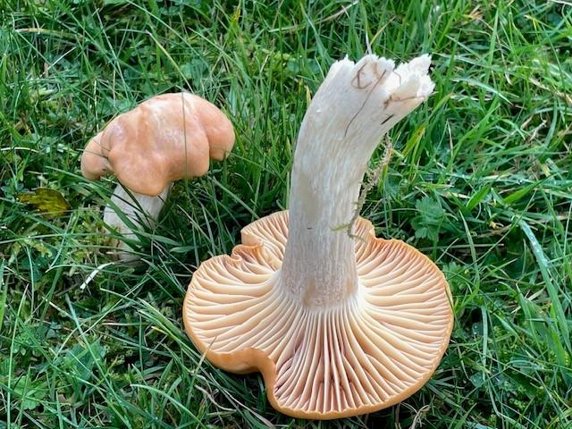 November 2023 Newsletter