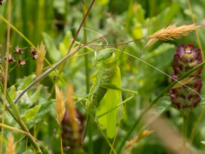 July 2024 Newsletter