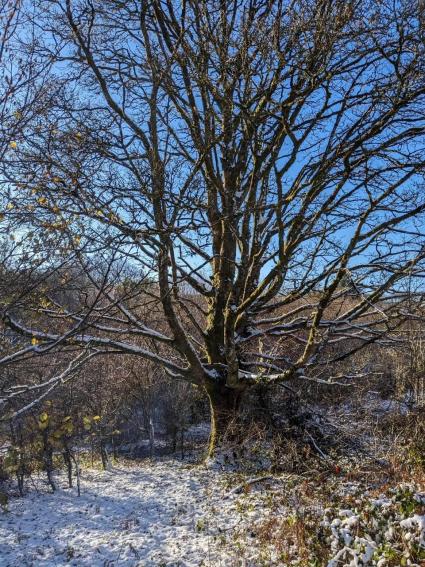 December 2024 Newsletter