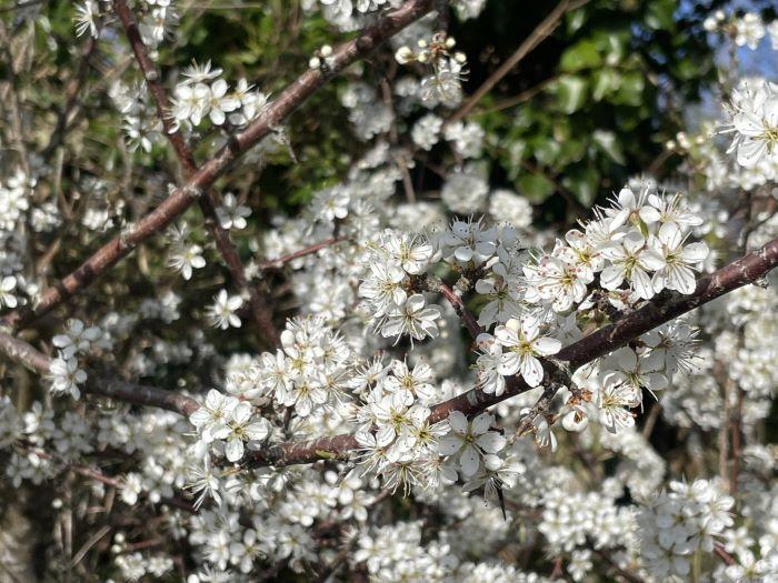 March 2025 Newsletter