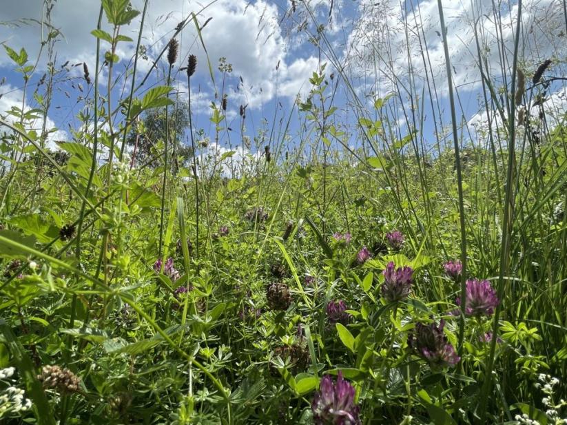 Summer 2025 Newsletter