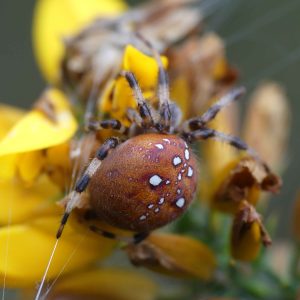 Find ACTs essential policy information