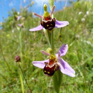 Stories from our Wildlife Wardens