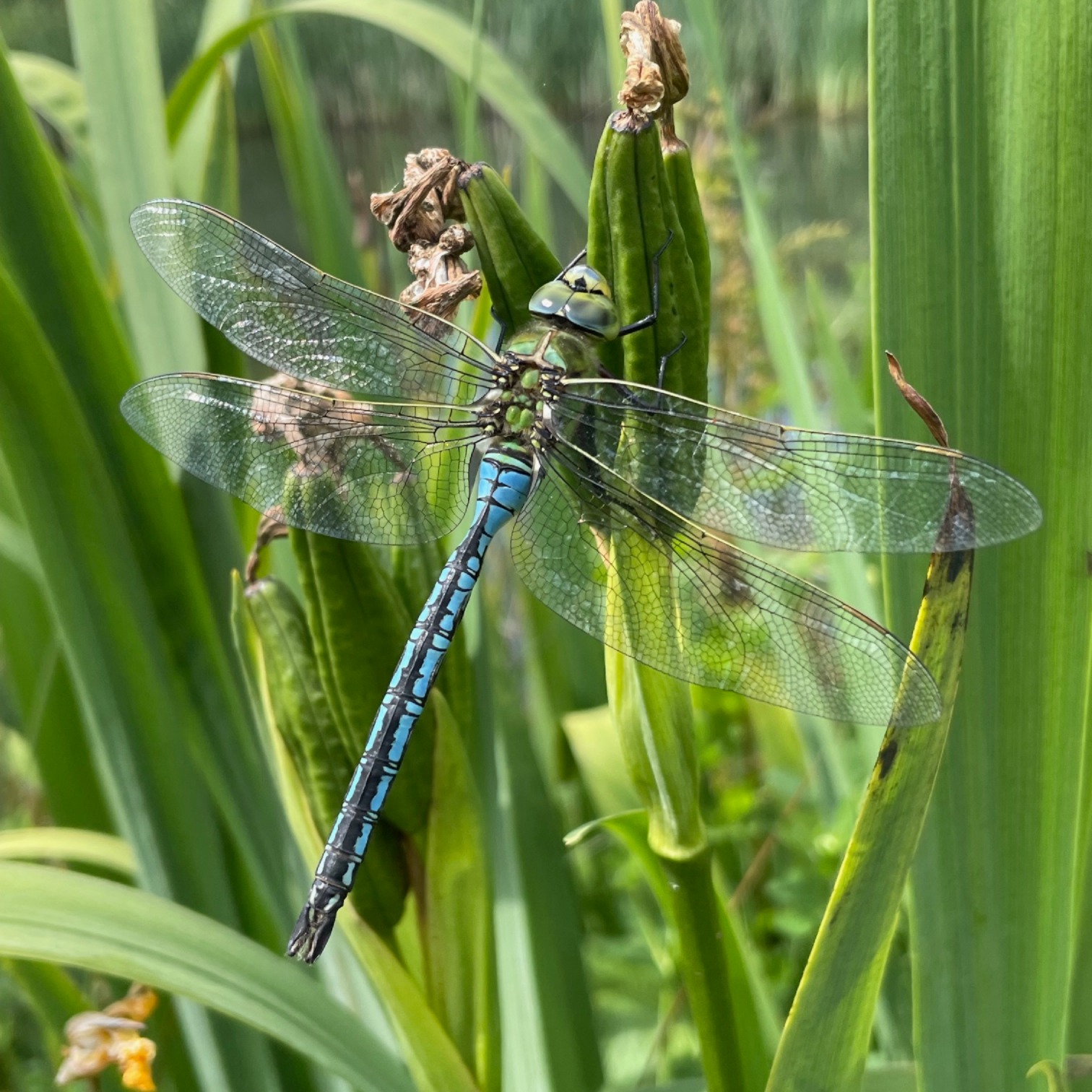 Get support to help wildlife in your local area