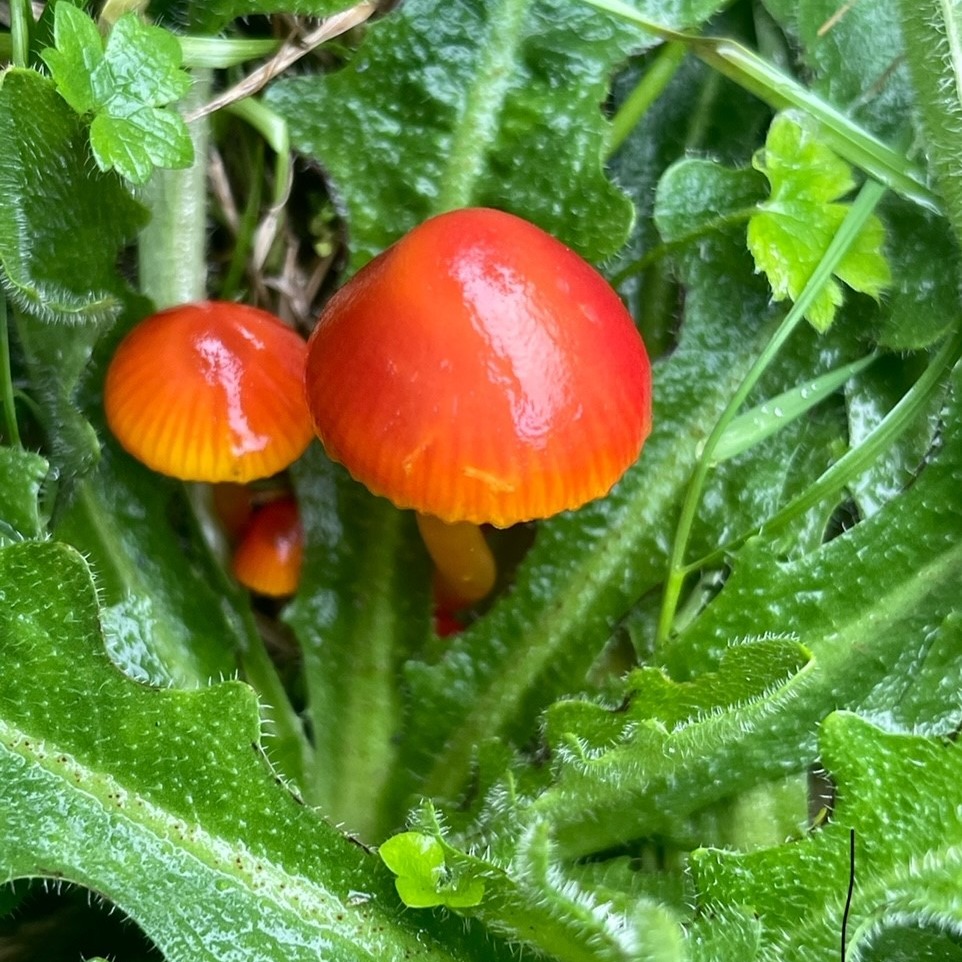 Discover how to help wildlife in your area and the projects you can join