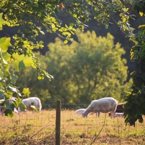 Practical actions on food, farming, forestry and ecology.